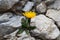 Flower of the hawksbeard (Crepis jacquinii)