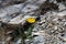 Flower of the hawksbeard (Crepis jacquinii)