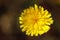Flower of hawkweed oxtongue Picris hieracioides