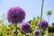 Flower head of an allium giganteum