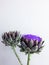 The flower head of the artichoke on a gray background