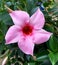 Flower head of a blooming pink Mandevilla