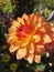 Flower head of a bright Dahlia cactus `Garden Party` in orange color