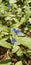 flower head  flower  leaf  blue  purple  petal  close-up  plant  green color   hydrangea  iris - plant  hyacinth  thistle