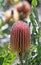 Flower head and grey green serrated leaves of the Australian native Firewood Banksia, Banksia menziesii, family Proteaceae