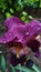 flower head iris with raindrops