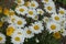 Flower head of Leucanthemum vulgare consisting of white ray florets that surround a yellow disc