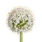 Flower head of an onion (Allium cepa) on white