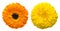 Flower head of pod marigold