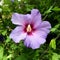 Flower head with pollen from a purple hibiscus