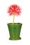 Flower head of a potted blood lily Scadoxus multiflorus isolated