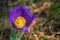 Flower head of Pulsatilla patens at spring day. Top view of Eastern pasqueflower. Cutleaf anemone in nature, copy space.