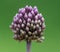 Flower head of purple flowered garlic or round-headed leek. Allium rotundum