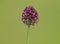 Flower head of purple flowered garlic or round-headed leek. Allium rotundum