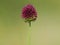 Flower head of round-headed leek or purple flowered garlic. Allium rotundum