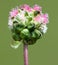 Flower head Salad burnet, Garden burnet, Small burnet, Sanguisorba minor