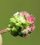 Flower head Salad burnet, Garden burnet, Small burnet, Sanguisorba minor