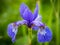 Flower head of Siberian iris