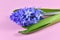 Flower head of a single purple Hyacinth spring flower lying on pink background