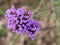 Flower head with small purple flowers