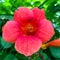 Flower head of tropical flower campsis radicans, cow itch vine, hummingbird vine, trumpet creeper red color on garden or backyard