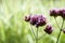 Flower head of verbena bonariensis or purpletop vervain