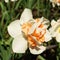 Flower head of white narcissus or daffodil with orange core blooming in the garden, close up