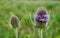 Flower head of wild teasel with lavender blossoms