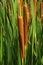 Flower heads and leaf blades of Common Bulrush plant, also called common cattail, great reedmace or cumbungi