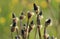 Flower heads of Plantago lanceolate, Plantain