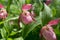 Flower heads of rare species of wild large-flowered orchid