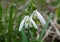 Flower heads of snowdrops close up