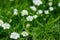Flower of a heath pearlwort, Sagina subulata