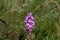 Flower of a heath spotted-orchid, Dactylorhiza maculata