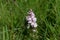 Flower of a heath spotted-orchid, Dactylorhiza maculata