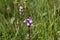 Flower of a heath spotted-orchid, Dactylorhiza maculata