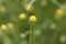 Flower of Helenium aromaticum
