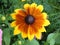 Flower Helianthus Ornamental