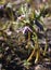 Flower Helleborus caucasicus