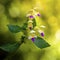 A flower of hemp nettle