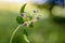 A flower of hemp nettle