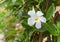 Flower Herald Trumpet white , Easter Lily Vine flower