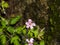 Flower of herb robert or Geranium robertianum close-up with bokeh background, selective focus, shallow DOF