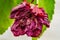 Flower of Hibiscus attacked by a rotten fungi