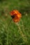 Flower of Hieracium aurantiacum at the edge of the forest