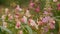 Flower Himalayan Balsam close-up, panorama