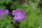 Flower of Himalayan or lilac cranesbill Geranium himalayense