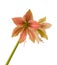 Flower Hippeastrum amaryllis Butterfly Group