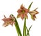 Flower Hippeastrum amaryllis Butterfly Group