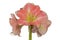 Flower Hippeastrum amaryllis salmon pink color on a white background isolated